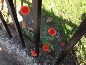 Queen Square Poppies